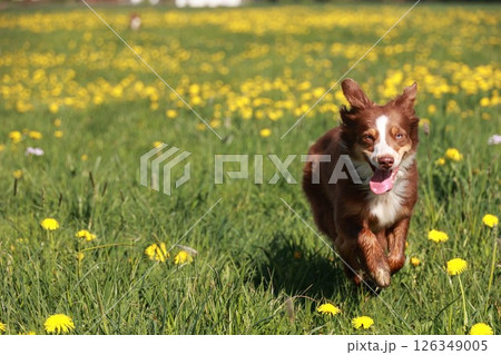 Brown and white dog runs through a field of yellow flowers 126349005