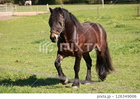 Brown horse is walking in a field Brown horse is walking in a field 126349006