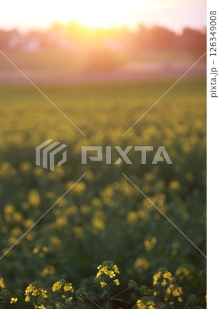 Field of yellow flowers with a sun in the background 126349008