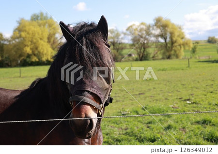 Horse with a black face mask on Horse with a black face mask on 126349012