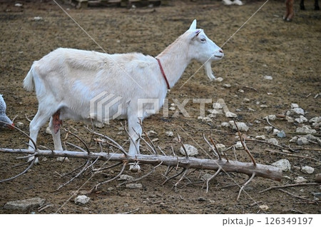 Beautiful goats on the farm. Concept for animals and agriculture. 126349197