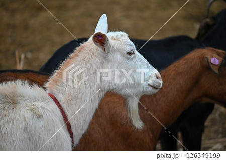 Beautiful goats on the farm. Concept for animals and agriculture. 126349199