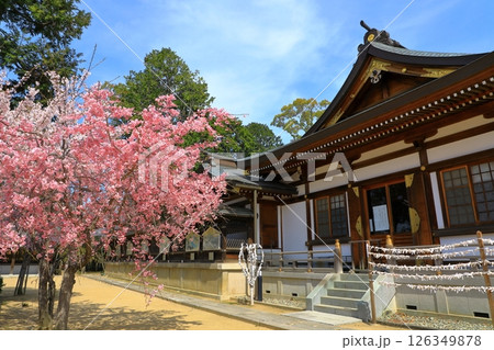 春の赤穂大石神社 126349878