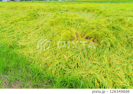 【農業被害】倒伏した稲【長野県】 126349886