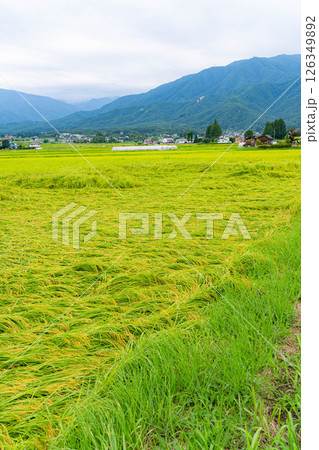 【農業被害】倒伏した稲【長野県】 126349892