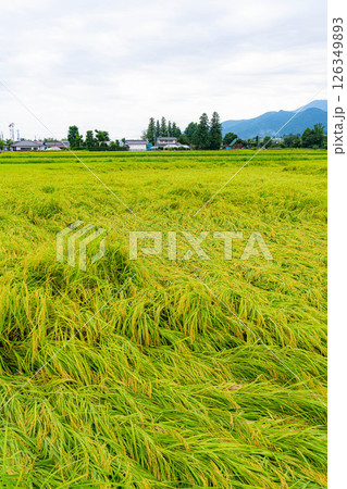 【農業被害】倒伏した稲【長野県】 【農業被害】倒伏した稲【長野県】 126349893