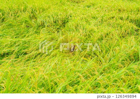 【農業被害】倒伏した稲【長野県】 【農業被害】倒伏した稲【長野県】 126349894