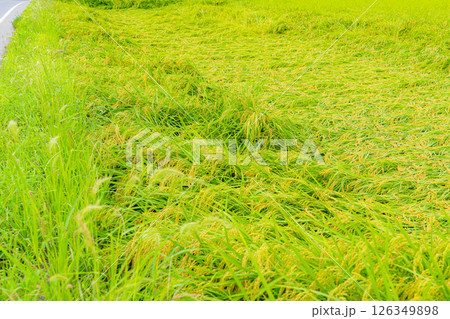 【農業被害】倒伏した稲【長野県】 126349898