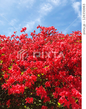 赤いツツジの花 赤いツツジの花 126350063