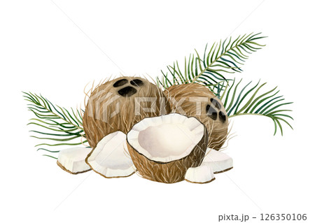 Watercolor coconuts with palm leaves watercolor illustration isolated on white. Whole, half and small tropical fruit pieces hand drawn horizontal clipart. Summer vacation and organic vegan food design 126350106
