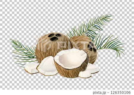 Watercolor coconuts with palm leaves watercolor illustration isolated on white. Whole, half and small tropical fruit pieces hand drawn horizontal clipart. Summer vacation and organic vegan food design 126350106