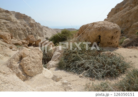 Dry desert scene 126350151