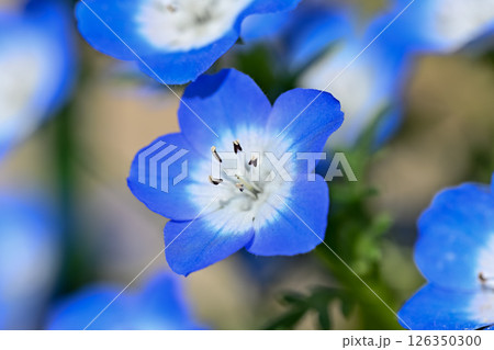 青いネモフィラの花 青いネモフィラの花 126350300