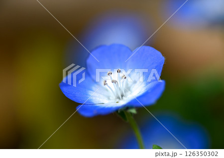 青いネモフィラの花 126350302