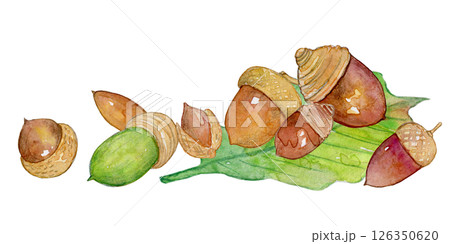 水彩イラスト　どんぐりひろい 126350620