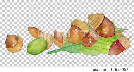 Watercolor illustration: Collecting acorns 126350620