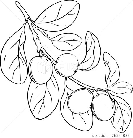 Ximenia Branch with Fruits and Leaves Outline Illustration. Ximenia Branch with Fruits and Leaves Outline Illustration. 126351088