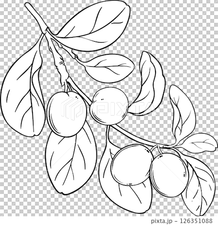 Ximenia Branch with Fruits and Leaves Outline Illustration. Ximenia Branch with Fruits and Leaves Outline Illustration. 126351088