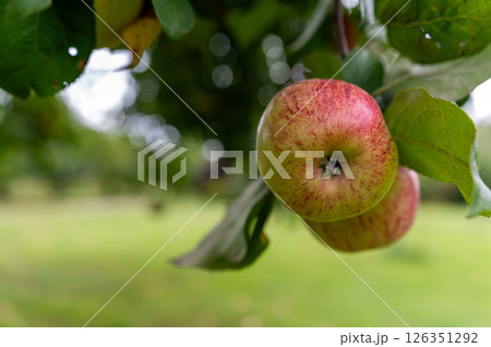 Ripe apples hanging from a tree branch in a sunny orchard during late summer 126351292