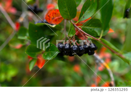 Black berries growing on a green shrub among colorful leaves in a sunny outdoor setting 126351293