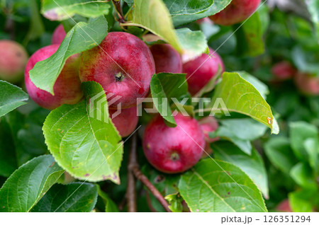 Fresh red apples growing on a tree in a lush orchard during late summer harvest season 126351294