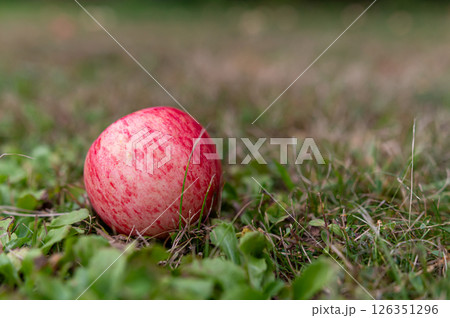 A vibrant red apple sits alone on lush, green grass in a serene outdoor garden. A vibrant red apple sits alone on lush, green grass in a serene outdoor garden. 126351296