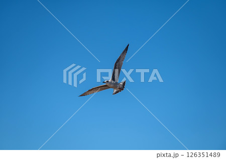 A solitary bird soaring gracefully against a clear blue sky during daylight hours 126351489