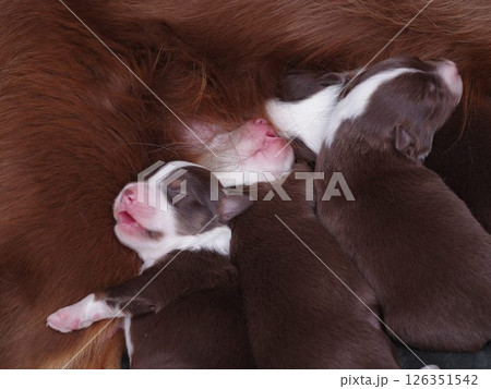 A group of puppies are sleeping in a mother's womb A group of puppies are sleeping in a mother's womb 126351542