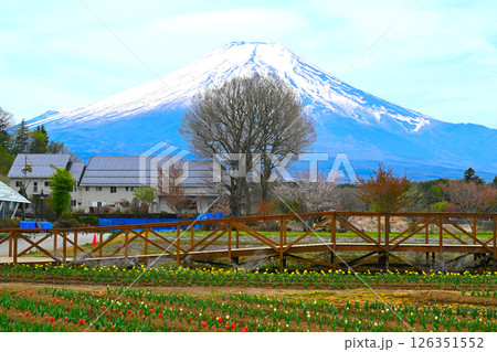 山中湖 花の都公園の景色 山中湖 花の都公園の景色 126351552