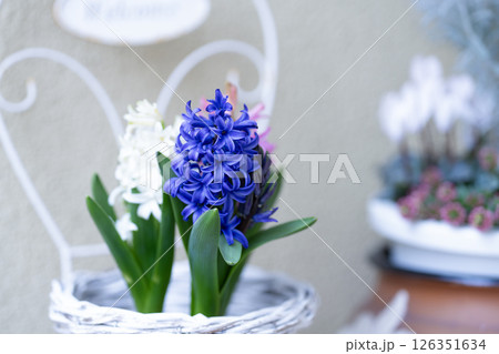 玄関前で咲く三色のヒヤシンス 玄関前で咲く三色のヒヤシンス 126351634