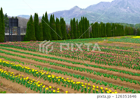 山中湖　花の都公園の景色 126351646