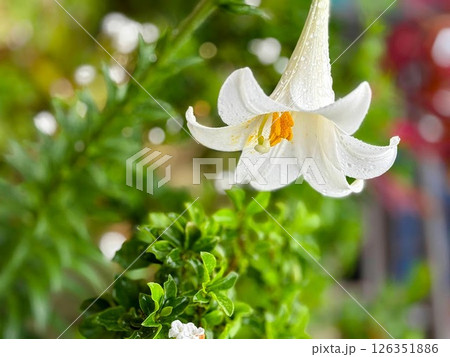 雨に濡れる白いユリの花 雨に濡れる白いユリの花 126351886