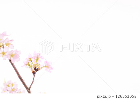 桜（白バック） 126352058