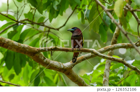 Bird perched on tree branch in tropical jungle 126352106