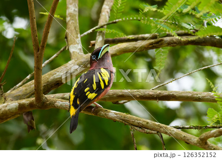 Bird perched on tree branch in tropical jungle 126352152