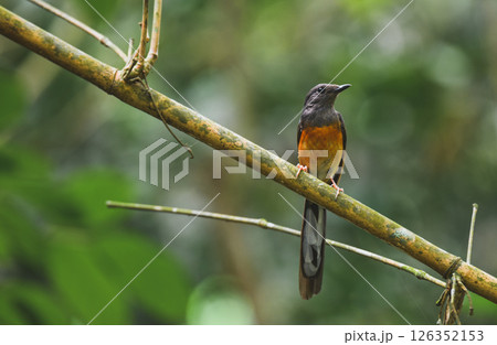 Small bird perched on slanted branch in jungle 126352153