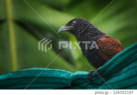 Brown bird on metallic bar in tropical area 126352197