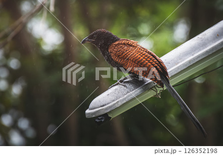 Brown bird on metallic bar in tropical area 126352198