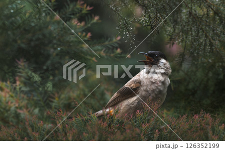 Fluffy bird hidden in green pine leaves 126352199