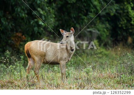Sambar deer standing in the meadow looking back Sambar deer standing in the meadow looking back 126352299