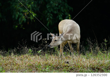 Sambar deer in profile standing on grassland Sambar deer in profile standing on grassland 126352300