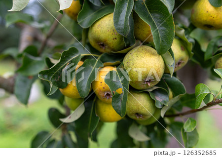 Clusters of ripe green and yellow pears are visible on a tree branch outdoors. 126352685