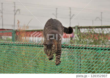 広場で遊ぶとら猫 広場で遊ぶとら猫 126352907