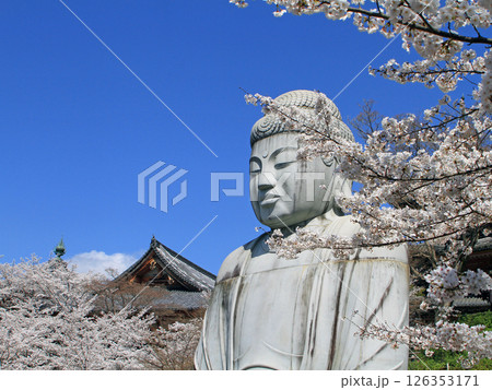 壺阪寺の桜大仏 126353171