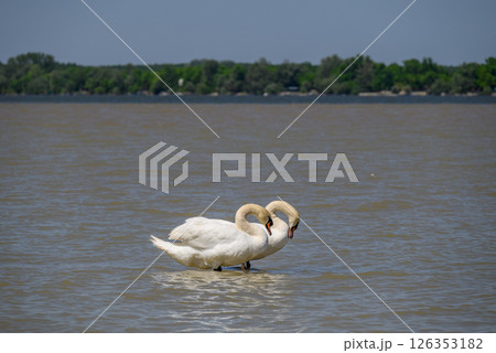 Beautiful elegant white swans swimming in Danube river in Belgrade, Serbia 126353182