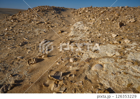 Fossils in the desert Fossils in the desert 126353229