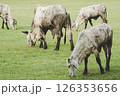 Cattle grazing peacefully in a green field. 126353656