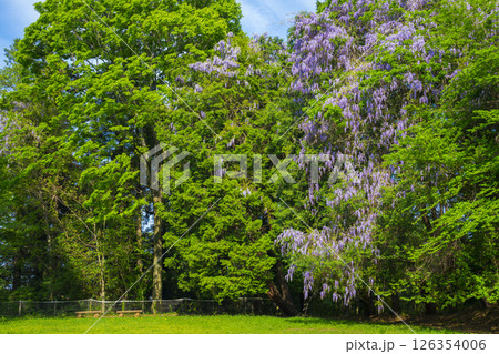 東京　八王子　片倉城跡公園の藤の花　　 126354006