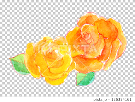 水彩插圖：歡快的黃玫瑰 126354161