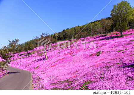 北海道滝上町、日本一の芝桜の群落が夢の世界へと誘う、芝ざくら滝上公園【5月】 北海道滝上町、日本一の芝桜の群落が夢の世界へと誘う、芝ざくら滝上公園【5月】 126354163